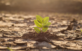 A green shoot pokes it's head through a barren landscape 