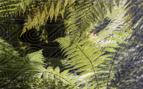 Ferns