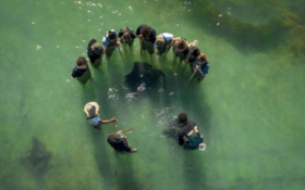 A group of people stand in the water in a circle looking at a stingray in the water